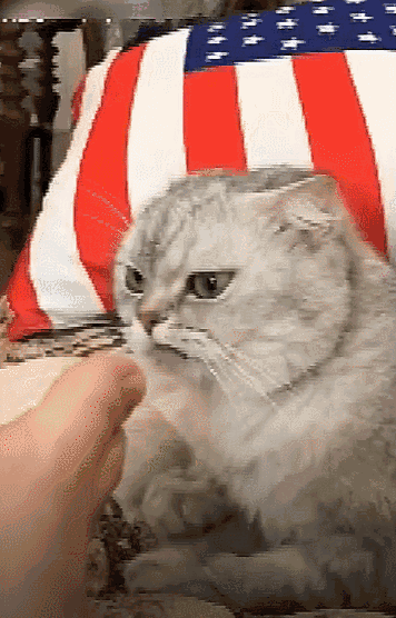 心机麻麻套路猫咪吃自己的臭脚猫咪从此掉入深坑吃起了臭豆腐味的冰棍