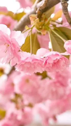 粉色花卉唯美图片手机壁纸