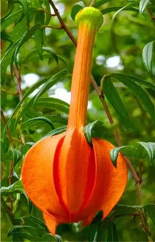 罕见的奇花异草