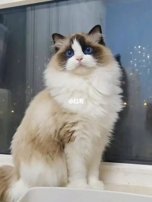 布偶猫赛级小公主定点颜值输出