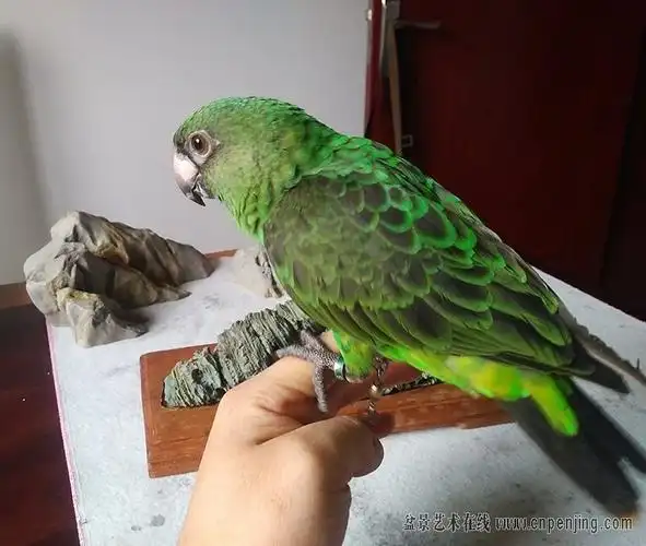 河南转让一只贾丁氏鹦鹉6个多月