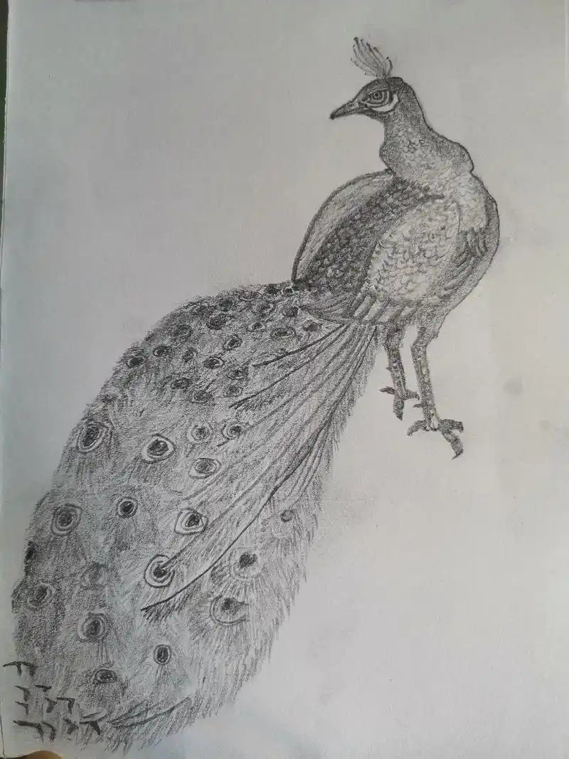 素描练习画动物.孔雀 - 抖音