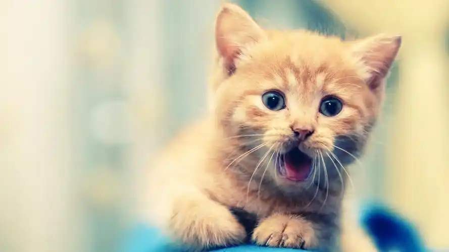 可爱的猫咪电脑壁纸二