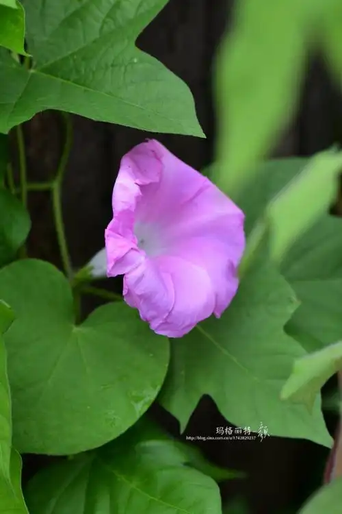 牵牛花你开花的样子很美好