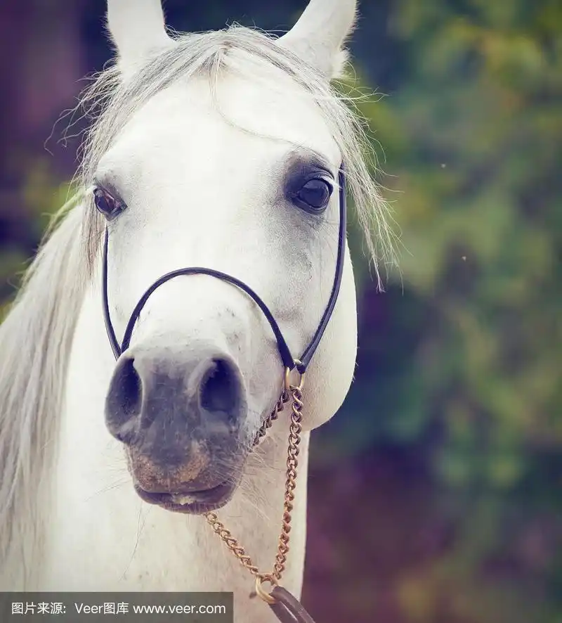 纯种阿拉伯白人的肖像.近距离