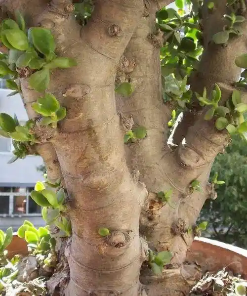 玉树修剪得漂亮才值钱(玉树怎么修剪好看造型图片)_金纳莱网