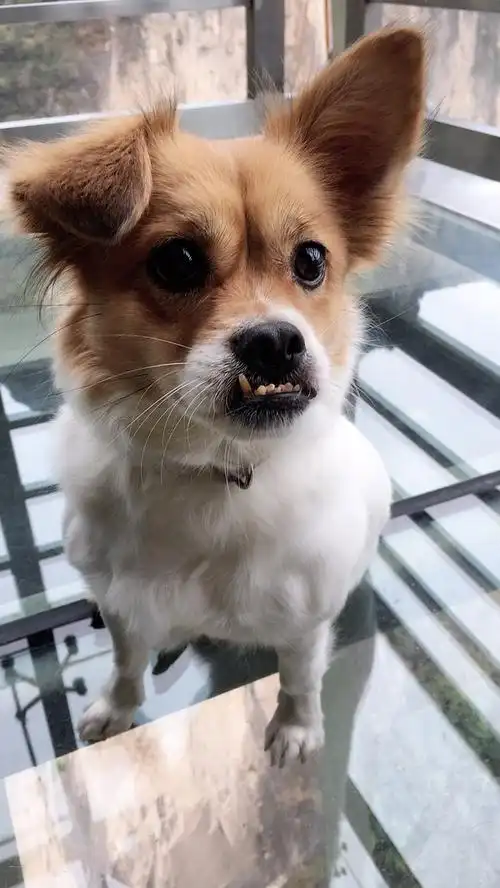 我以为狗牙已经够好笑了