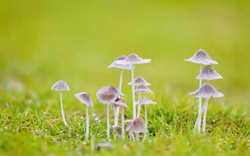 清新护眼的小蘑菇图片桌面壁纸