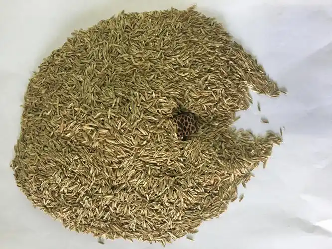 草皮牙根护坡草籽黑麦草种子马尼拉四季青