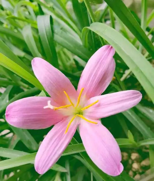 六瓣小花粉色一下