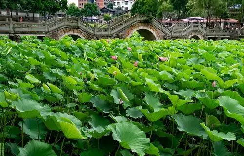 自贡富顺文旅产业转型文庙西湖4a级景区升级