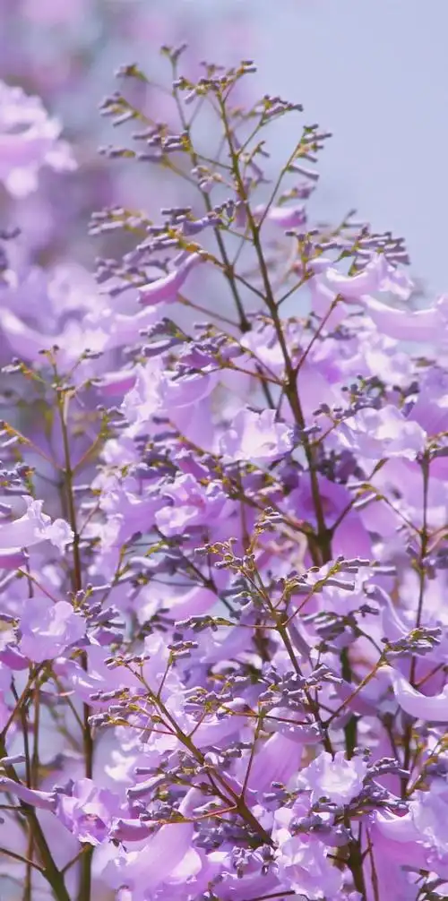 壁纸浪漫紫色系蓝楹花合集