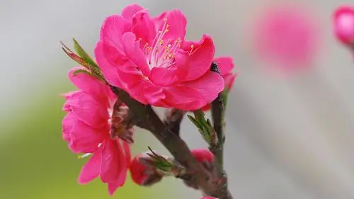 隔江桃花红未半,诗词中的桃花尤为妖娆