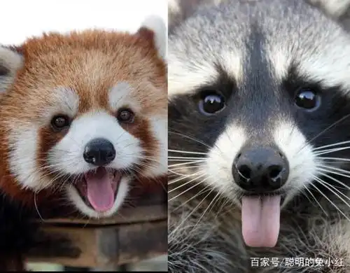 小熊猫和小浣熊是一种动物?网友:"五环"和"九环"的区别