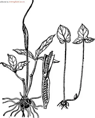 半夏pinelliaternatathunbbreit