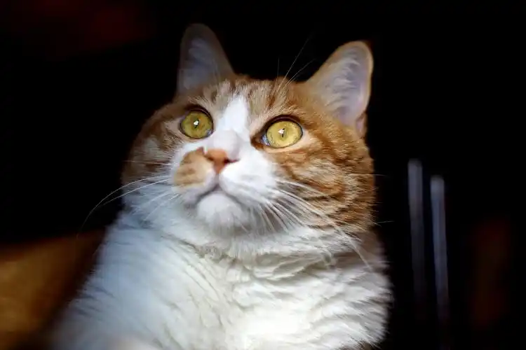 大脸猫特写(佳能 fd 55 1.2)