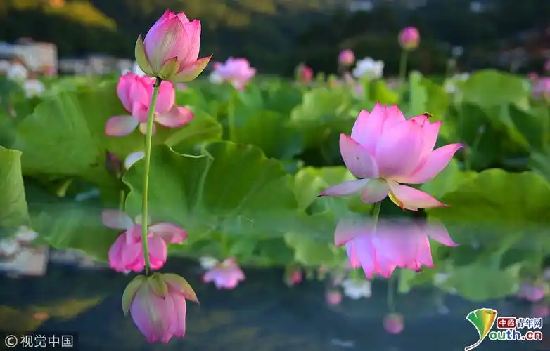湖南衡阳:荷花盛放 成夏日别致风景