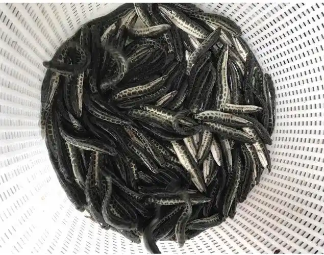 粤强丰水产黑鱼苗批发活体淡水养殖乌鳢观赏鱼苗家养放生黑鱼鱼苗供应