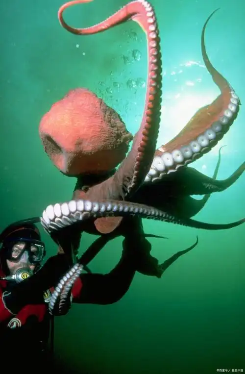 一种令人惊叹的自然现象引起了广泛关注——北太平洋巨型章鱼的出现