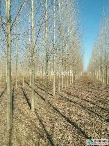 宁夏银川新疆杨  评价该条信息         :  新疆杨 生产产地:  宁夏