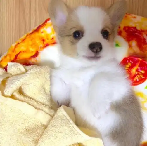 我,所以很快就决定选择油门这只幸运修狗狗图3是油门的独照(还没睁眼