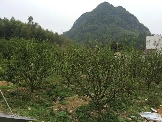 清园工作没有做到位,加上没有做好水肥管理,导致了蜜桔树体落叶严重