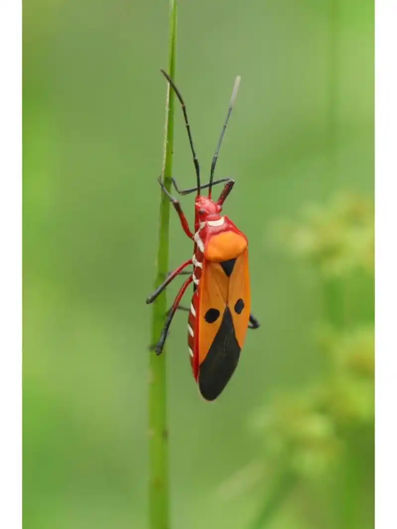 红蝽科-棉红蝽属,野地里一抹鲜艳亮丽的色彩,蝽中颜值佼佼者.