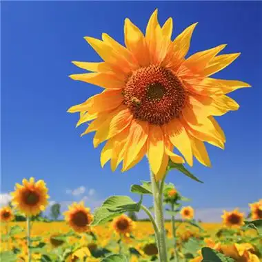 qq头像2023年最新版图片