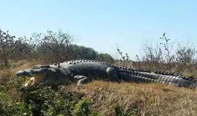 1,kalia(23英尺)这只鳄鱼堪称鳄鱼中巨无霸,经过研究人员初步测量得知