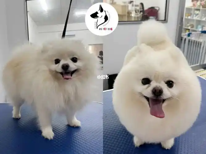 博美  #fullgrooming  #grooming#新山  #宠物店  #新山宠物店  #狗狗