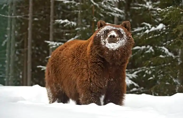 棕色的熊,后休眠的野生棕熊