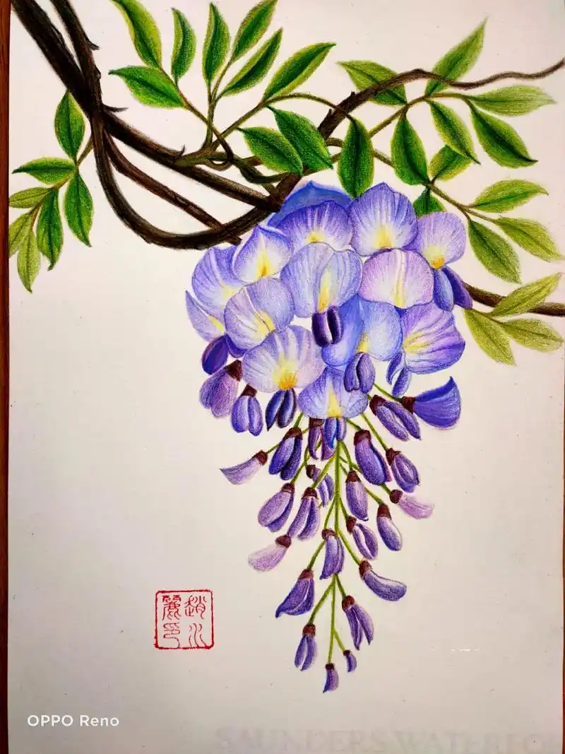 彩铅画～【紫藤花】 春有约,花不误,陌上紫藤香如故 紫气东来,好运
