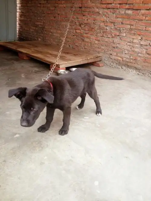 这是条什么狗,能长多大?