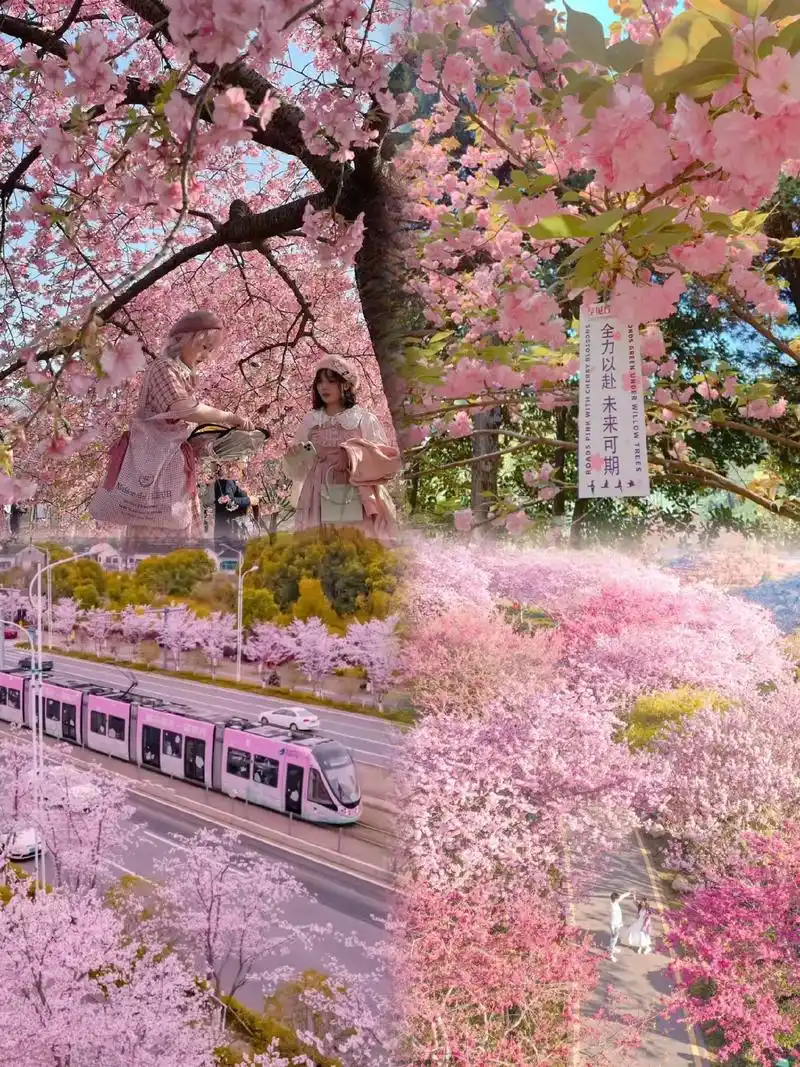 花开玉泉只"樱"有你玉泉山浪漫的樱花盛开了!