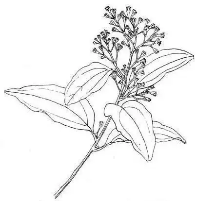 三七的作用和简笔画 简笔画图片大全-蒲城教育文学网