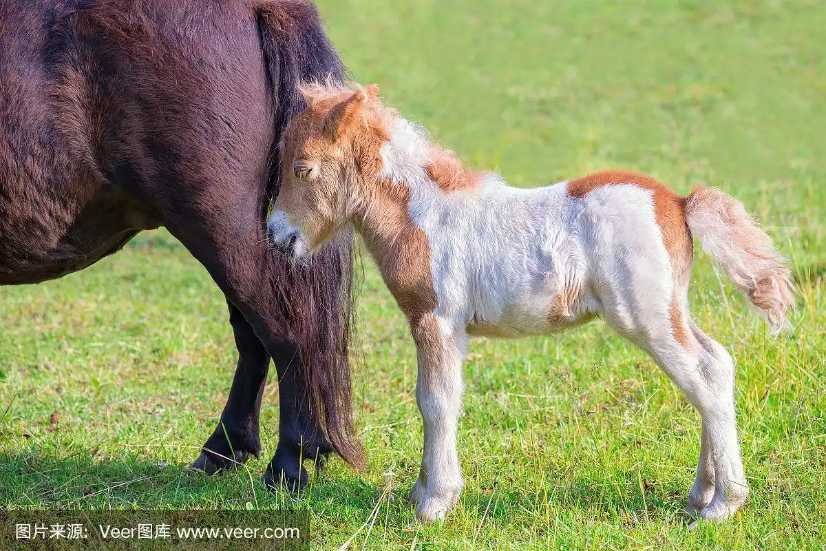 刚出生的小马驹和妈妈在草地上