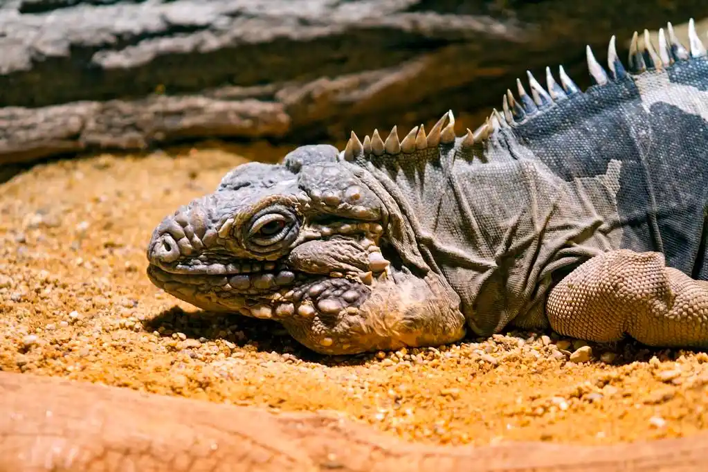 古巴岩鬣蜥-: nubila