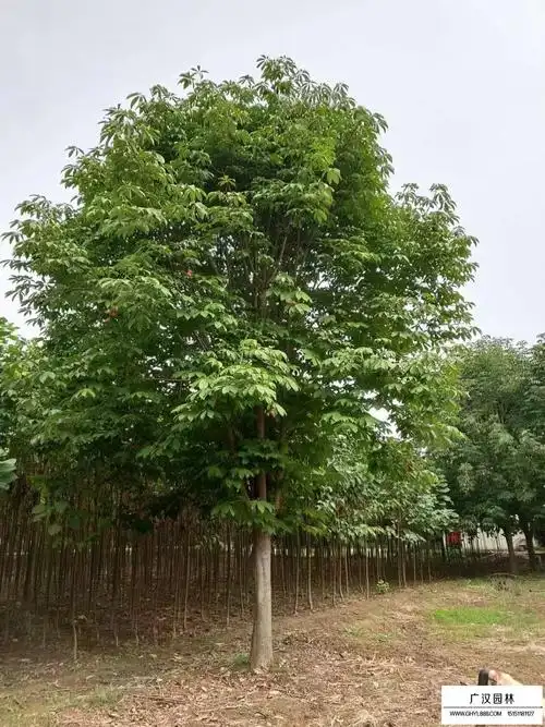 七叶树有哪些作用