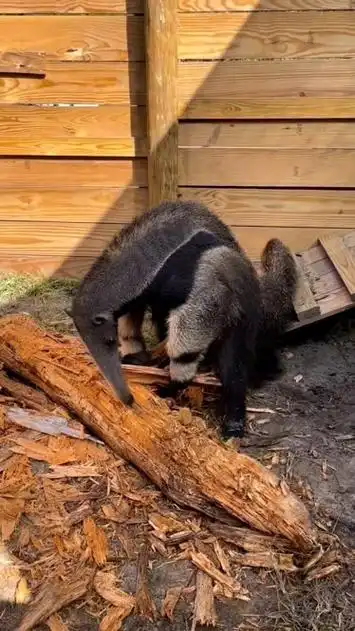 巨型食蚁兽开始吃早餐.#动物 #食蚁兽