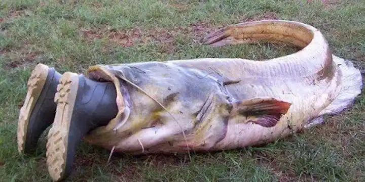 世界上4种"最危险"的鱼类,如果看到了,请一定要远离!