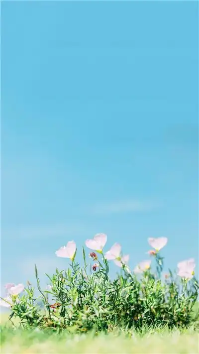 小清新绿色风景摄影手机壁纸