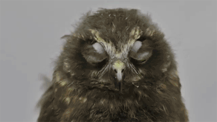 猫头鹰大眼萌眨眼可爱gif动图_动态图_表情包下载_soogif