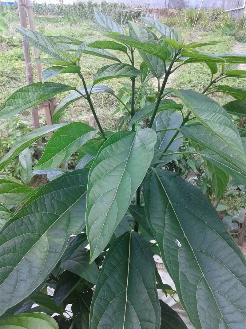 这是什么植物,我问了很久,但没一个是真答案,不是