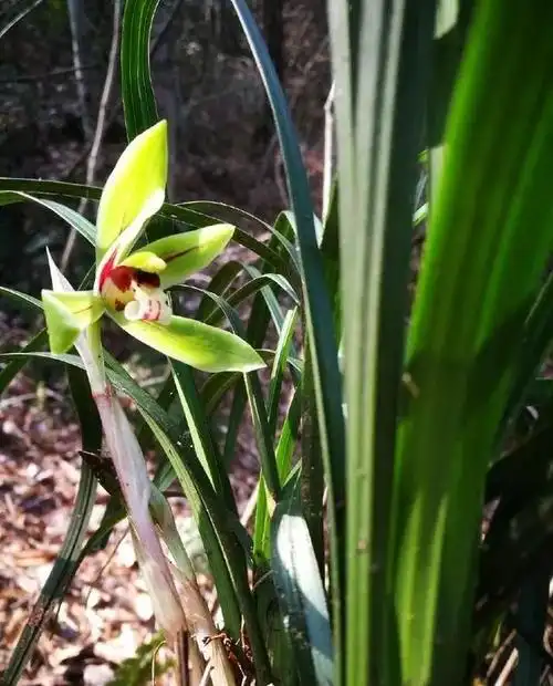 名贵兰花已成批量产品藏家却在寻找野生品种带你看看山野兰花