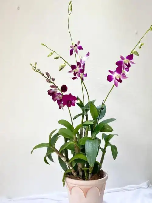 38女神节盆栽石斛兰