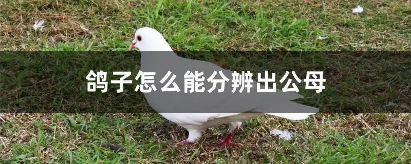 鸽子怎么能分辨出公母