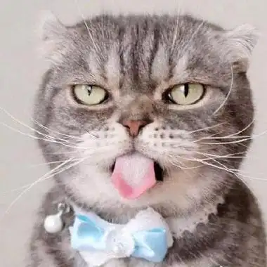 高冷霸气猫咪头像图片 霸气头像图片大全 -【爱个性】