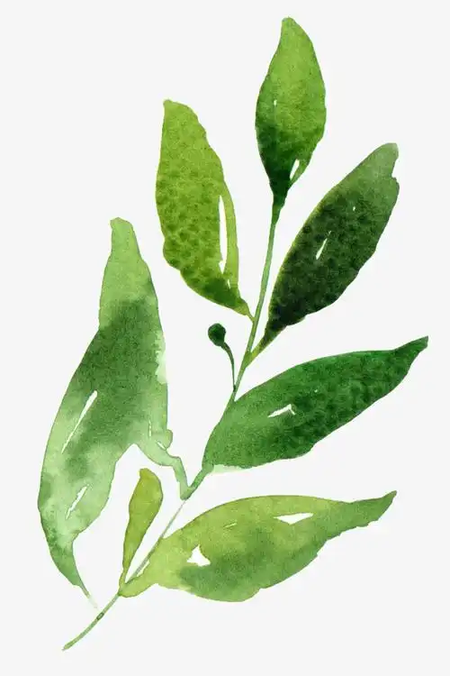 关键词 : 卡通,手绘,水彩,绿色,叶子,植物,墨绿色,装饰