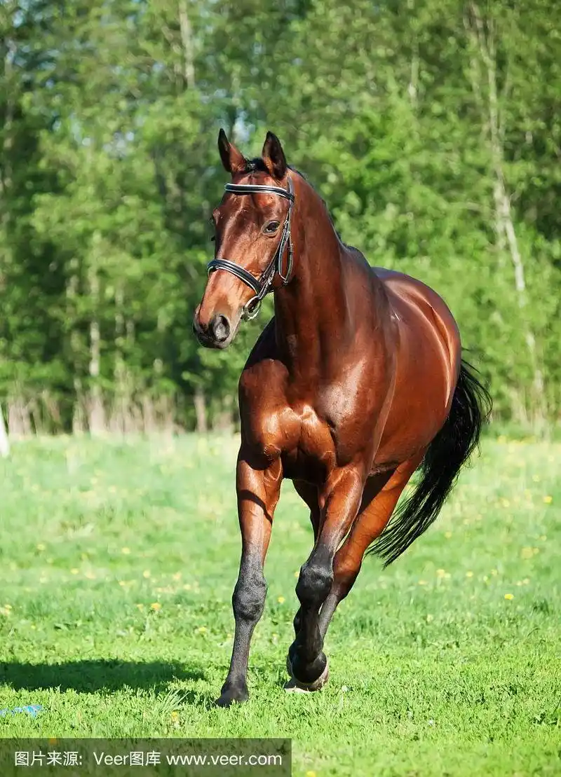 在春天的草地上奔跑的骏马