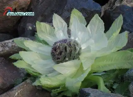 最贵药材,最贵最值钱的卖2万多一斤的中药材